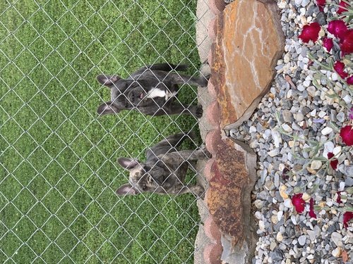 AKC French Bulldog puppies, 1 female spayed, 3 males already neutered