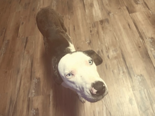 Catahoula Cur Pure bred 
