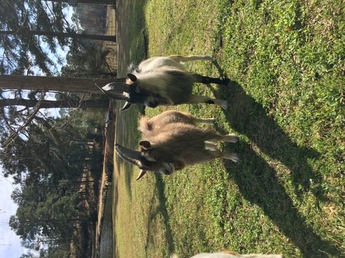 Nigerian Dwarf Goats