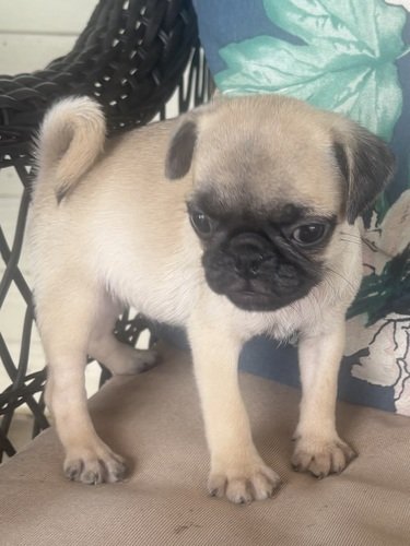 Pugs