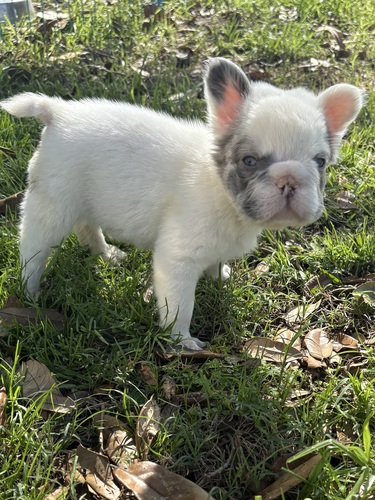 French Bulldogs  Fluffy