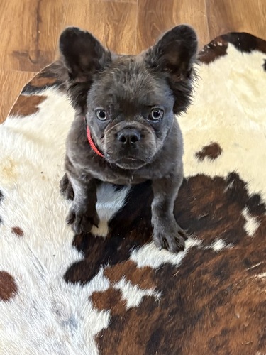 French Bulldogs  Fluffy