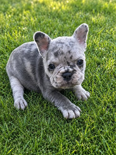 French Bulldogs 