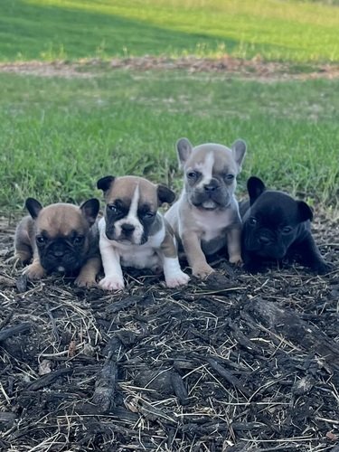 French Bulldogs 