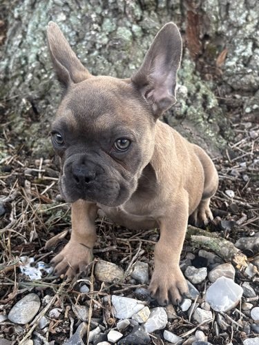 French Bulldogs 