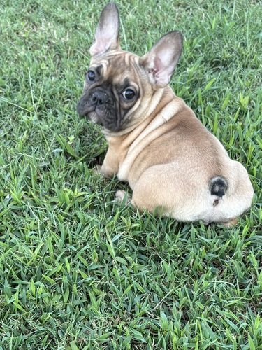 French Bulldogs 