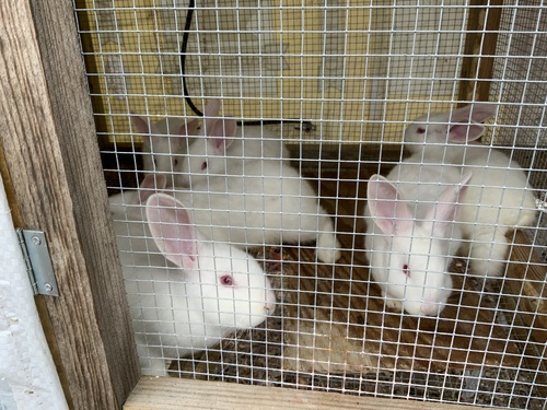 New Zealand white Rabbits  calls only