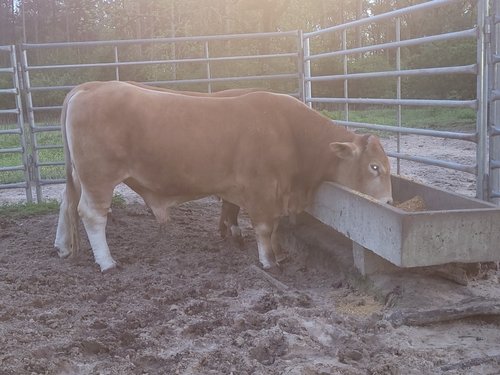 PB Beefmaster Bull