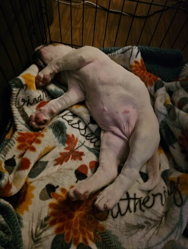 7 1/2 week old XL American bully