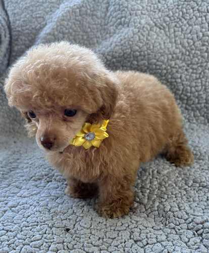 Tiny toy poodle