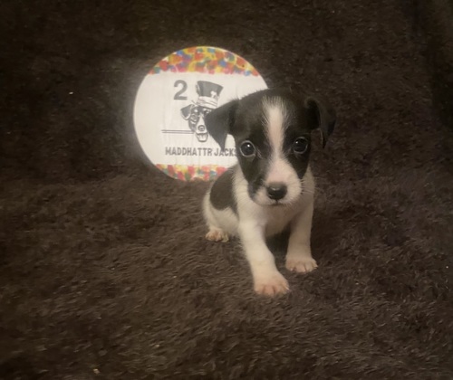 AKC Jack Russell Terriers 