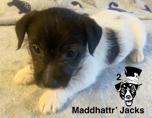 AKC Short Legged Jack Russell Terriers 