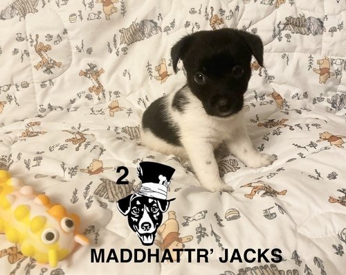 @Maddhattr Jacks on FB🐾 Short Legged Jack Russell’s❤️