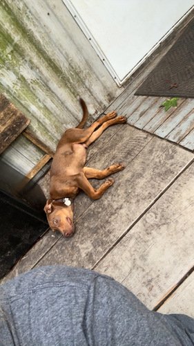 Free Male Catahoula Lab mix 6 months old