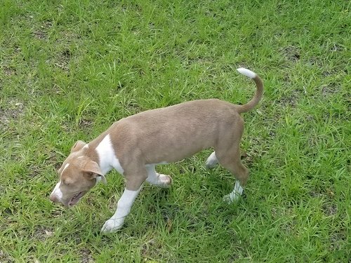 Dumped, Skunked, but Still Full of Love – Pitbull Puppy Needs a Home