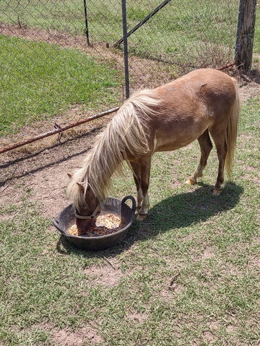 Miniature horses