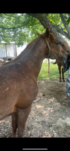 Stallion 