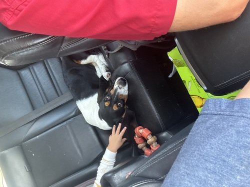 Bassett Hound 