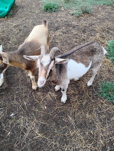 Goats 