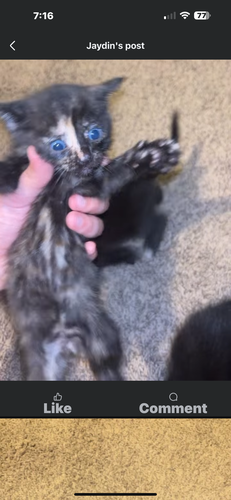 6 Free Kittens also the sweetest Mama Cat needs a good home.