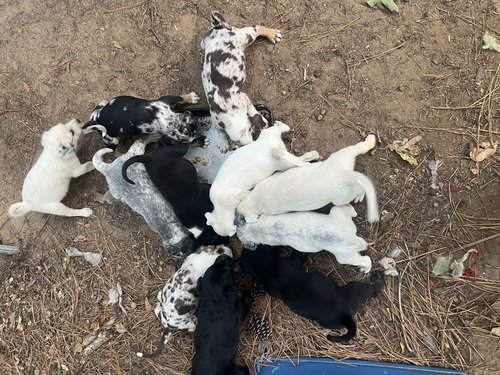 Puppies