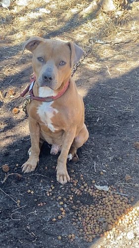 Old family red nose mix with gator and razor edge 