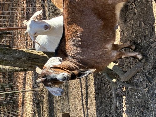 Females Nubian goats 