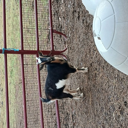 dwarf nannie .fat and healthy