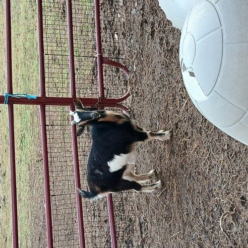 dwarf nannie .fat and healthy