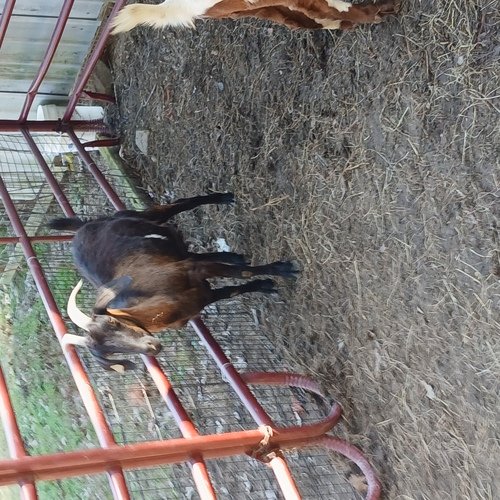 4 doe's mostly kiko and spanish and boer mixed