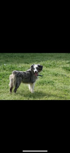 Registered Mini-Aussie, registered with American Stock Kennel