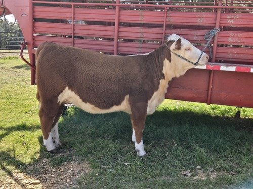 Registered Hereford Show Heifer