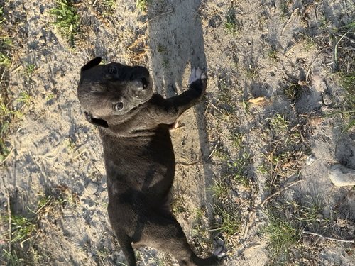 GAME BRED PIT PUPPIES