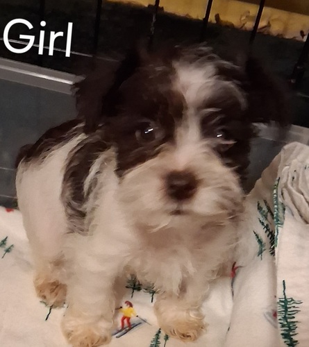 Chocolate Miniature Schnauzer puppies 