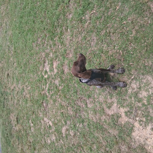 Liver Roan German short-haired pointer 