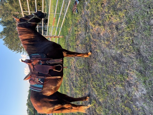 10yr mustang mare