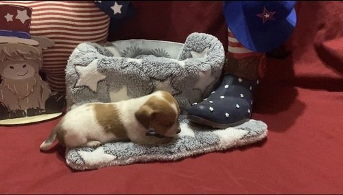 Chiweenie 