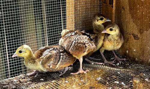 Peachicks 