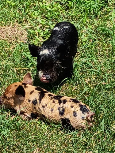 Kune Kune Piglets 