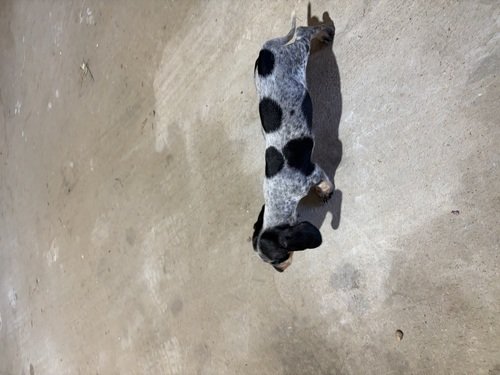 Registered Dachshund puppies for Sale 