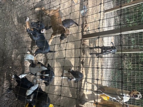 Free Squirrel Puppies to good home