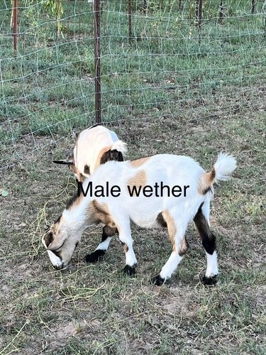 Goats, Guineas, Breeding Pair Turkeys, Rooster