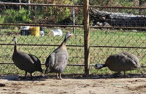 5 Guinea 