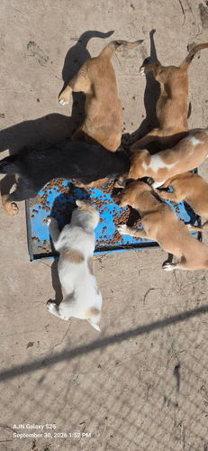puppies