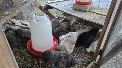 Silkies,, silkies! 3 months old