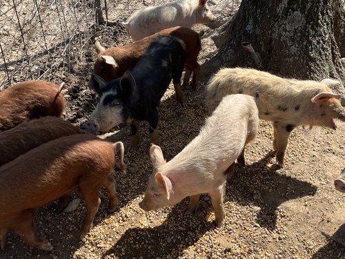Crossbred Feeder Pigs