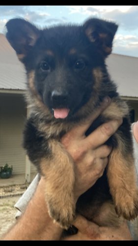Akc German Shepherd puppies