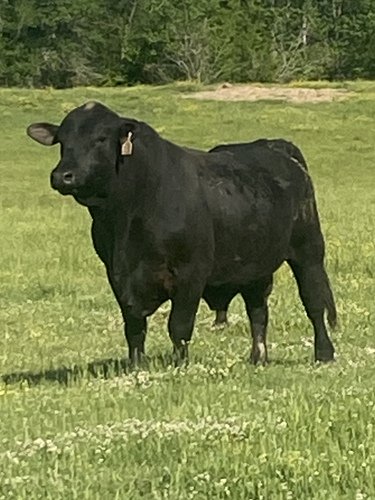 Registered Brangus Bulls