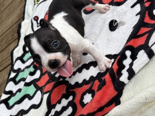 Boston Terrier Puppies