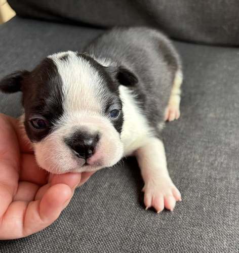 Boston Terrier Puppies
